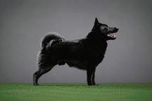Puppies father, Yasha