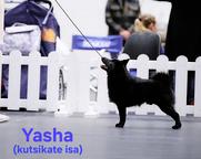Puppies father, Yasha