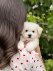 BICHON FRISE puppies