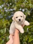BICHON FRISE puppies