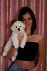 BICHON FRISE puppies