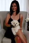BICHON FRISE puppies