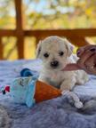 BICHON FRISE puppies