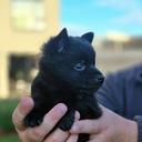 Profile photo of the user VeronikaN