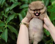 POMERANIAN puppies