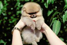 POMERANIAN puppies