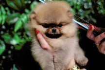 POMERANIAN puppies