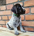 German Shorthaired Pointer