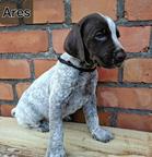 German Shorthaired Pointer