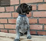 German Shorthaired Pointer