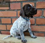 German Shorthaired Pointer