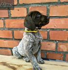 German Shorthaired Pointer