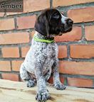 German Shorthaired Pointer