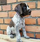 German Shorthaired Pointer