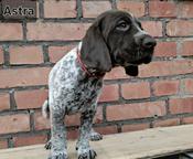 German Shorthaired Pointer