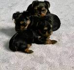 Yorkshire Terrier Puppy Available for Adoption