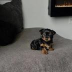 Yorkshire Terrier Puppy Available for Adoption