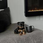 Yorkshire Terrier Puppy Available for Adoption