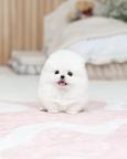 Pomeranian Puppy Available for Adoption