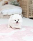 Pomeranian Puppy Available for Adoption