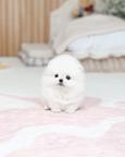 Pomeranian Puppy Available for Adoption