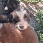 Border Collie puppies looking for their forever homes