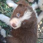Border Collie puppies looking for their forever homes
