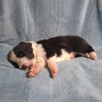 Border Collie puppies looking for their forever homes