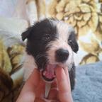 Border Collie puppies looking for their forever homes
