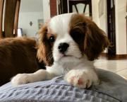 Beautiful Cavalier King Charles Spaniel Puppy – FCI Pedigree