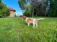 Beautiful Cavalier King Charles Spaniel Puppy – FCI Pedigree