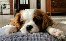 Beautiful Cavalier King Charles Spaniel Puppy – FCI Pedigree
