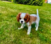 Beautiful Cavalier King Charles Spaniel Puppy – FCI Pedigree