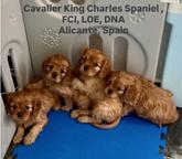 Puppies