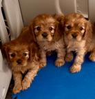 Puppies