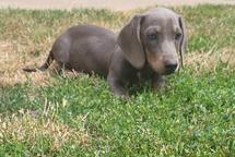 Blue dachshund female puppy for sale
