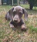 Blue dachshund female puppy for sale