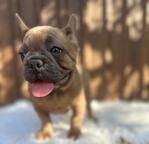 Merlino