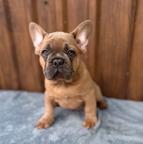 Merlino