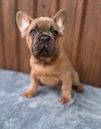Merlino