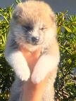 Puppy Akita Inu