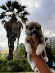 Puppy Akita Inu