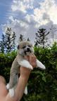 Puppy Akita Inu