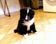 FCI Sheltie puppies available