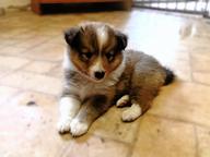 FCI Sheltie puppies available
