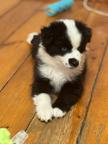 Miniature American shepherd bicolor male