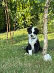 Miniature American shepherd bicolor male