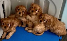 Puppies