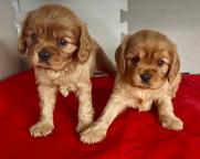 Puppies