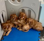 Cavalier King Charles Spaniel puppies Alicante, Spain